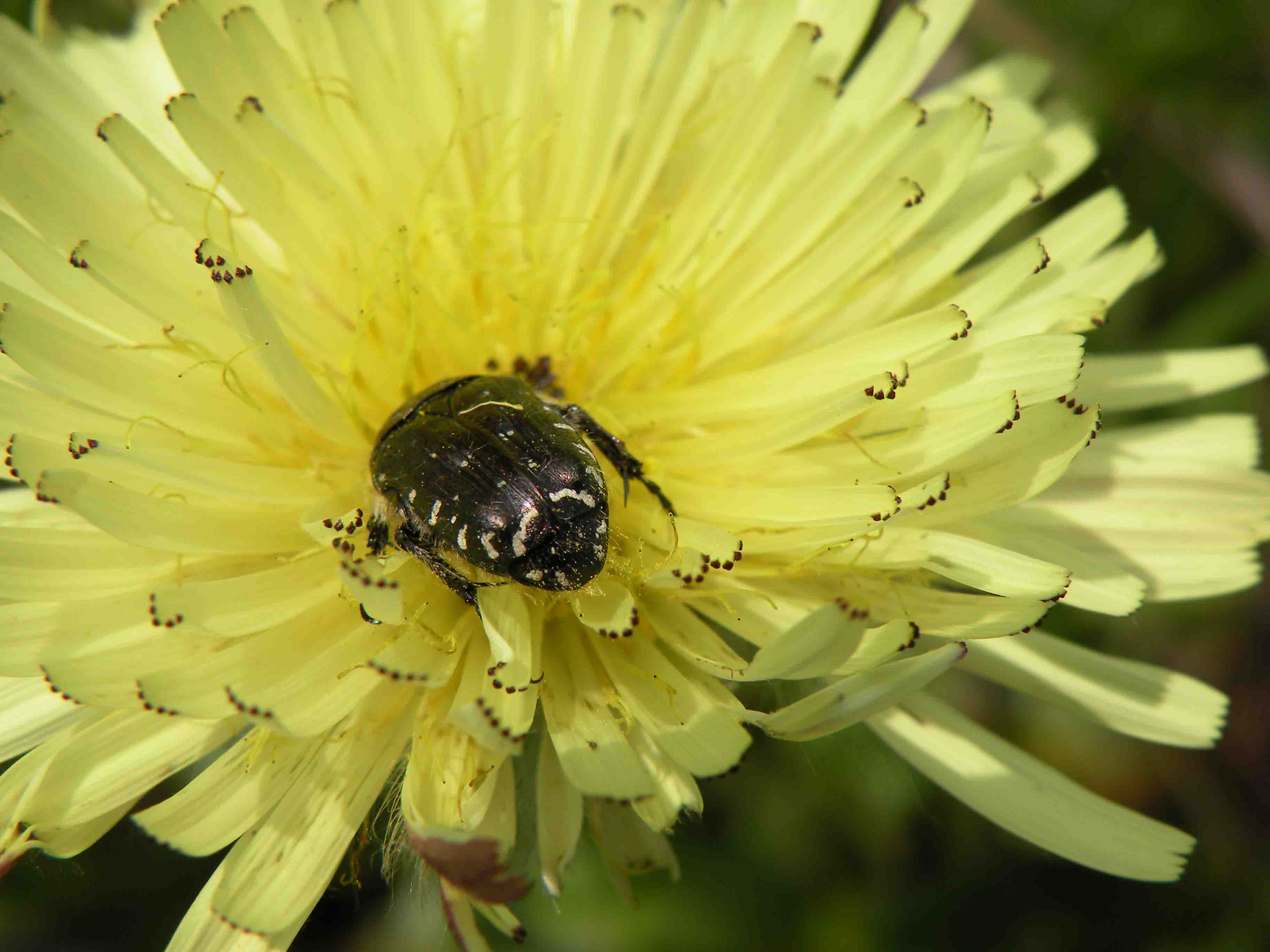 Oxythyrea funesta di Bordighera